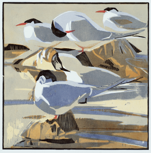 Arctic Terns