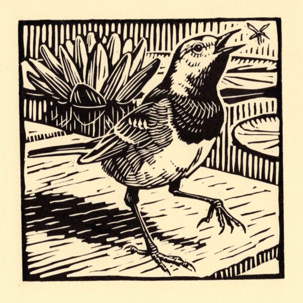 Pied Wagtail