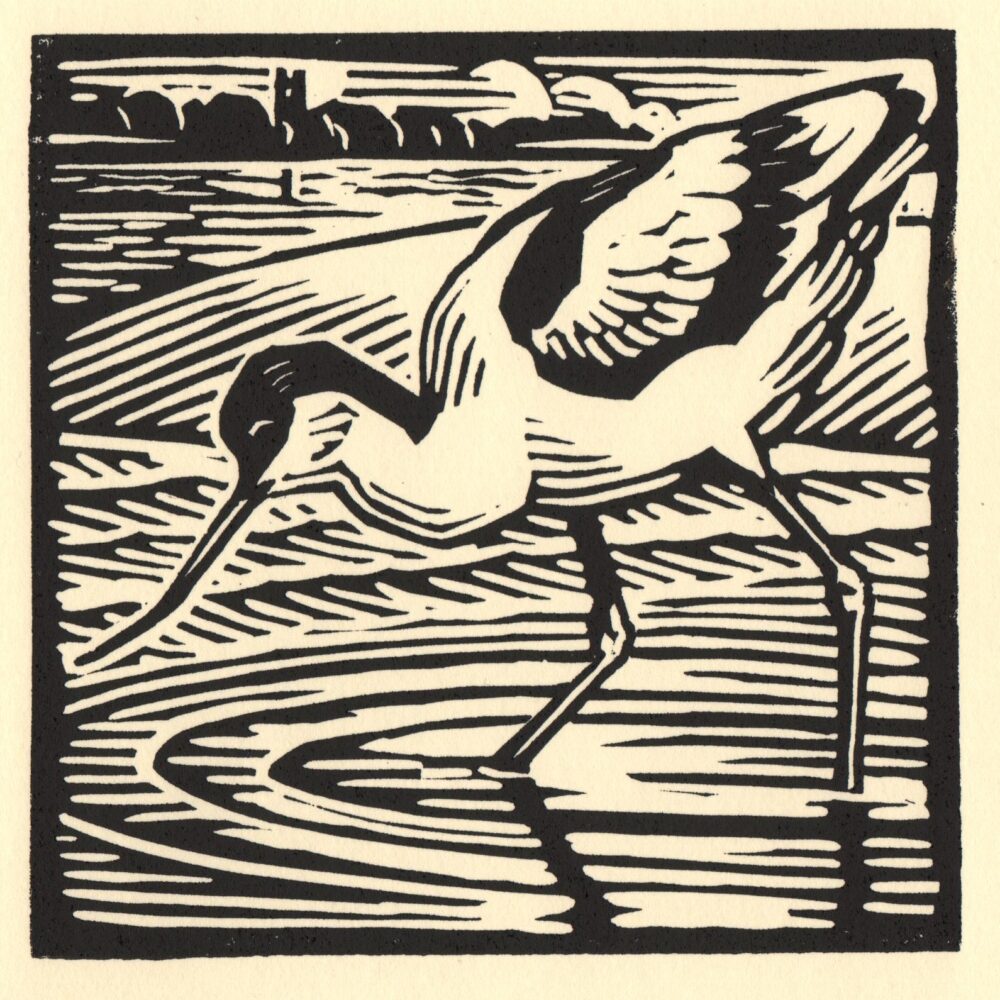 Avocet