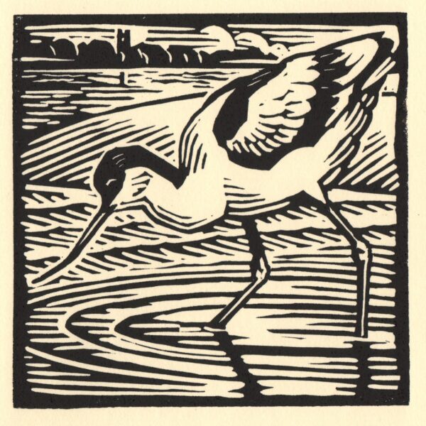 Avocet