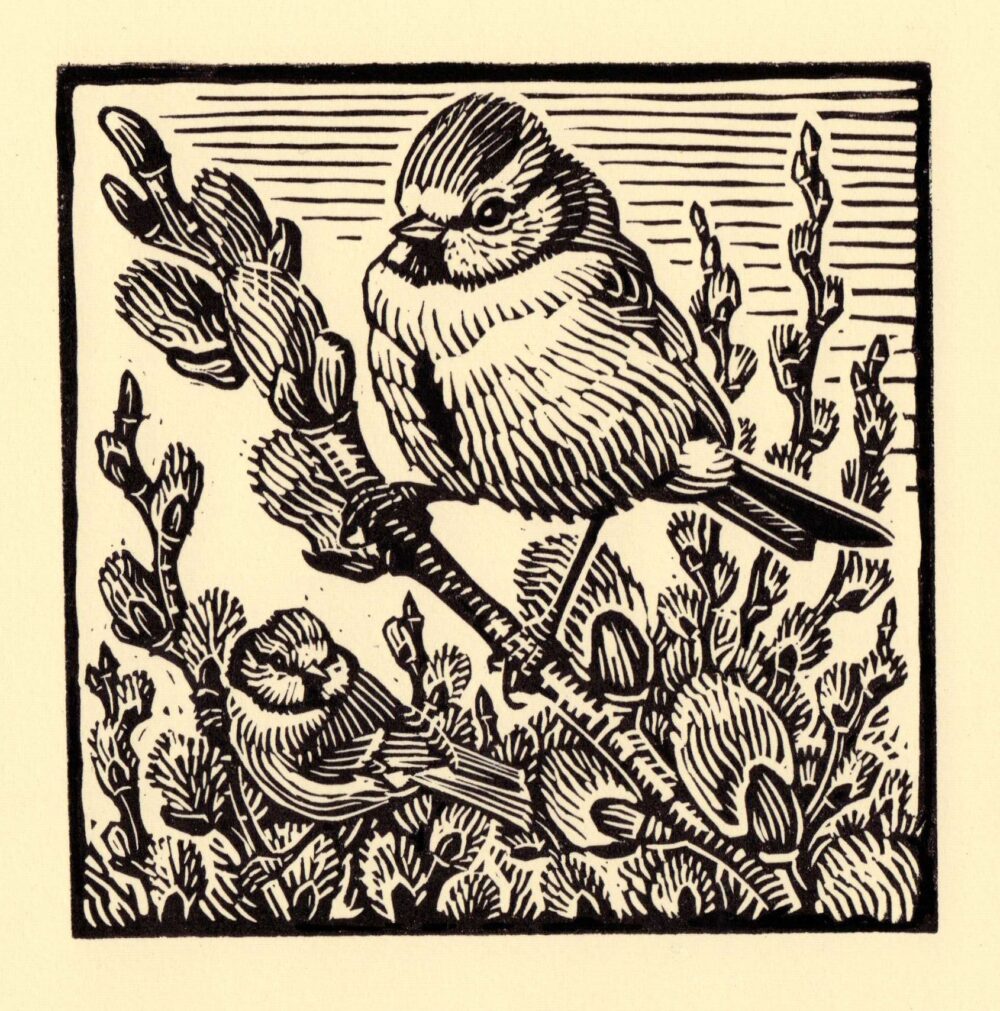 Blue Tit
