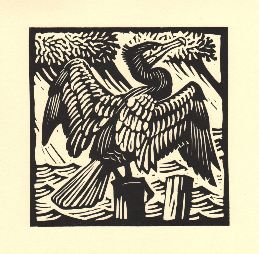 Cormorant