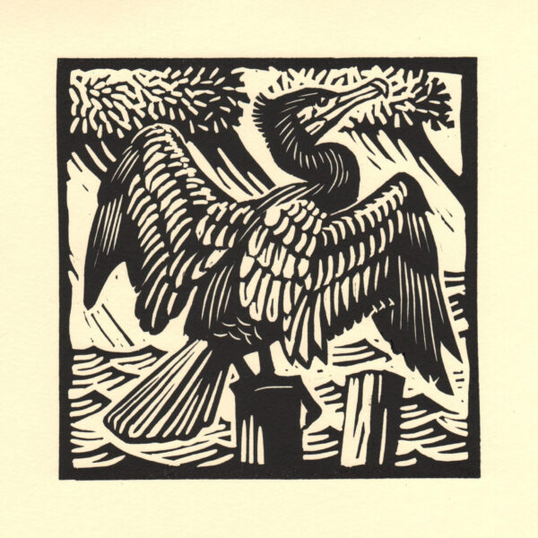 Cormorant