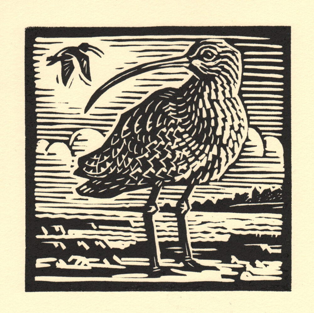 Curlew
