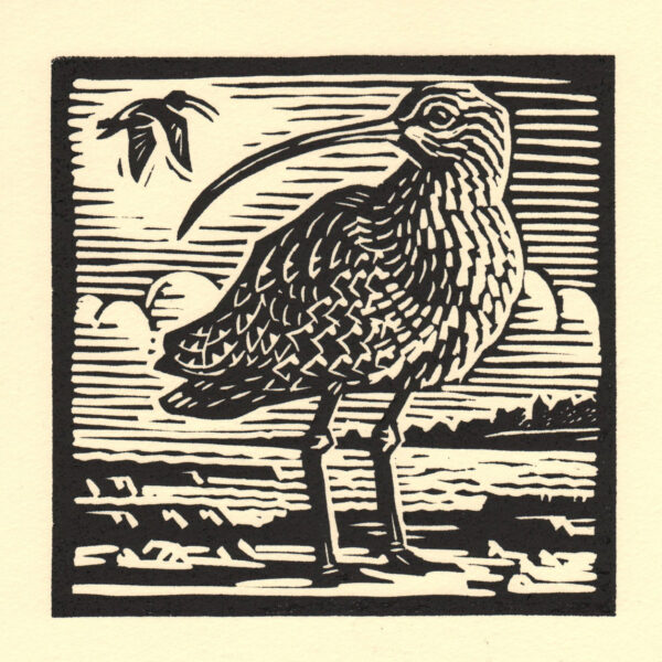 Curlew