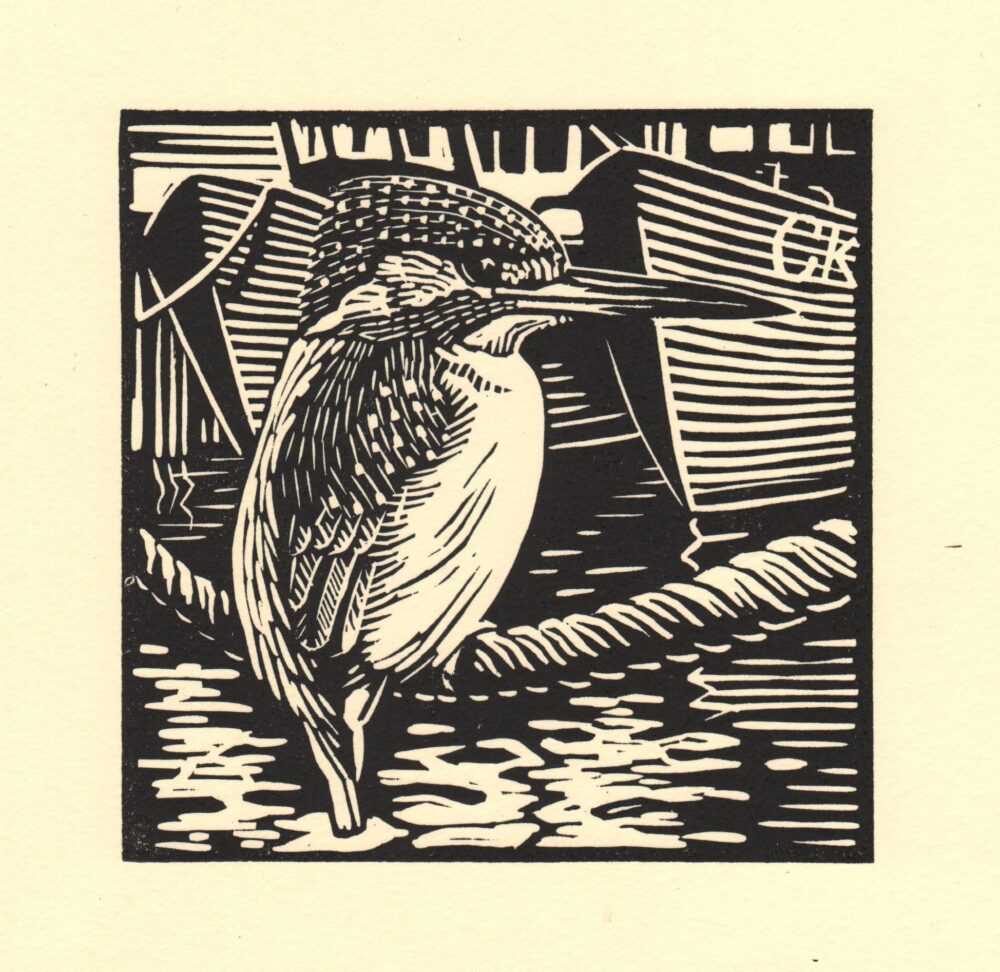 Kingfisher