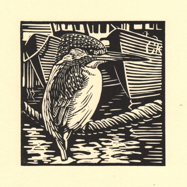 Kingfisher