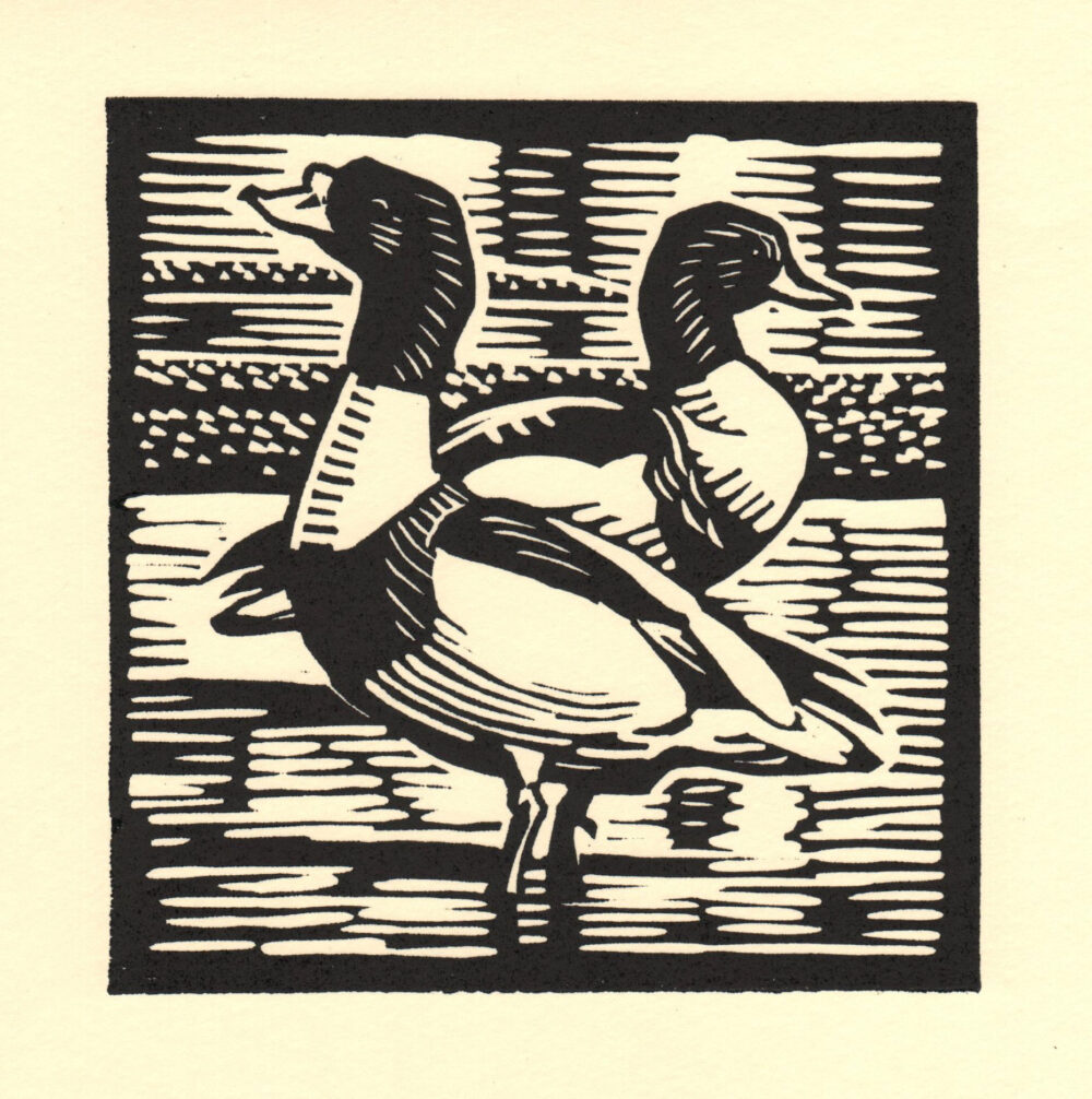 Shelduck