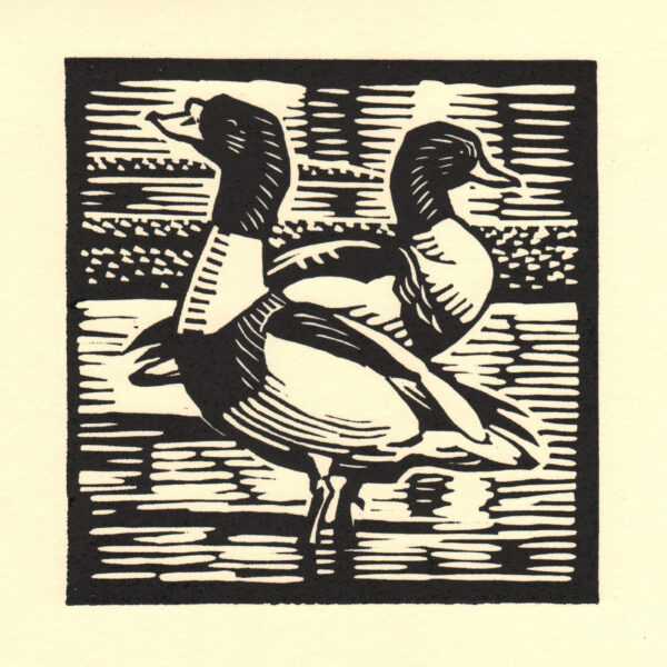 Shelduck