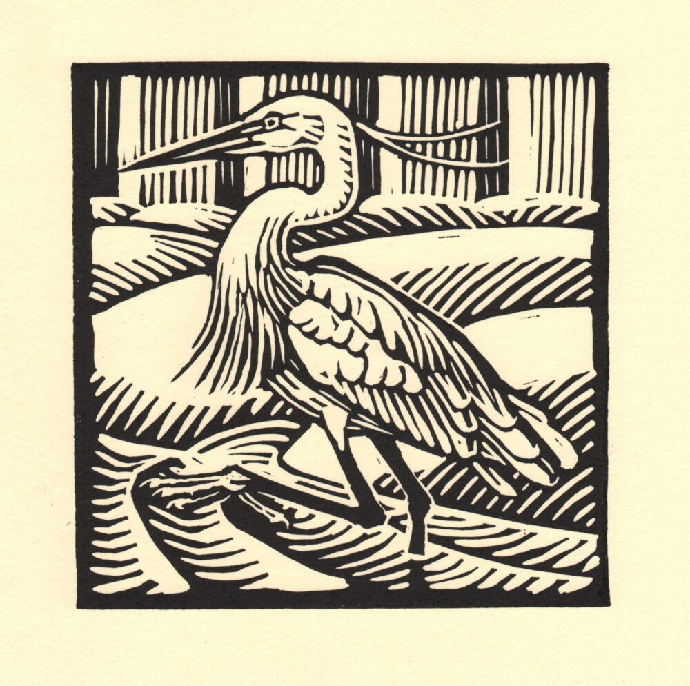 Little Egret