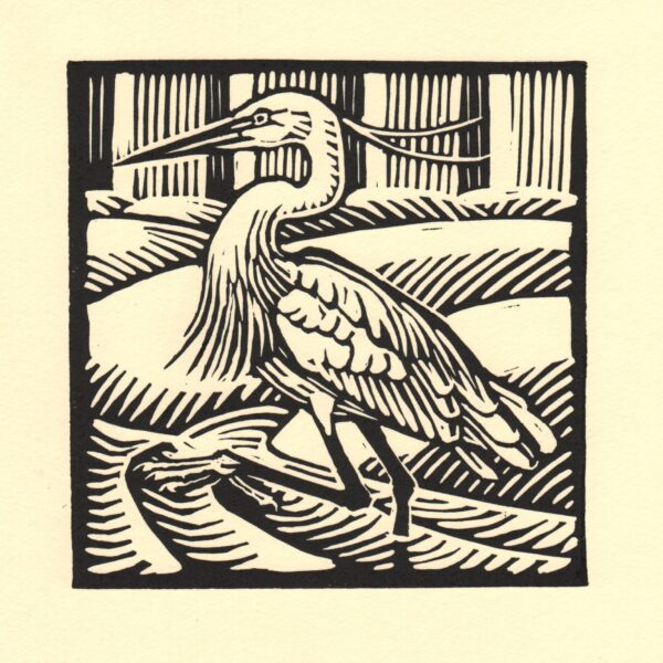 Little Egret