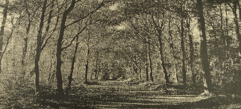 Woodland Walk