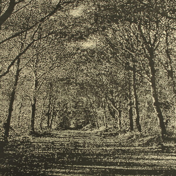 Woodland Walk