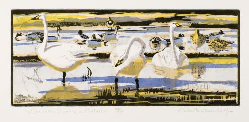Bewick's Swans and Pintails