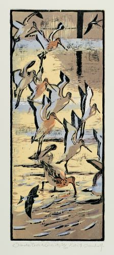 Black Tailed Godwits