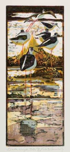 Black Winged Stilts