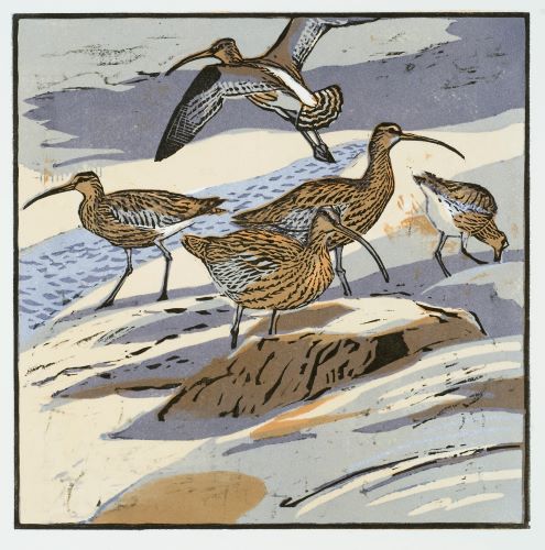 Curlews
