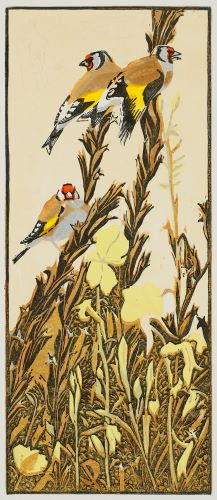 Goldfinches and Evening Primroses