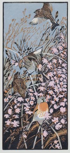 Linnets