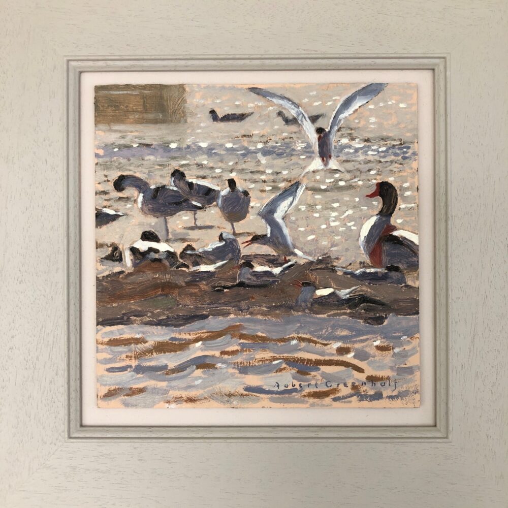 Terns and Shelducks
