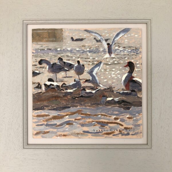 Terns and Shelducks