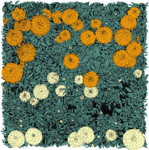 French Marigold