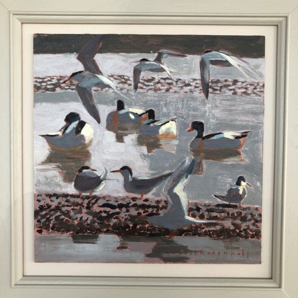 Common Terns, and Shelducks