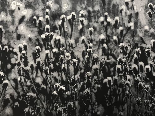 Seed Pods