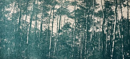 Whispering Canopy