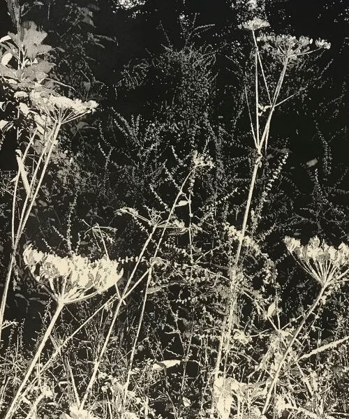 Wild Chervil