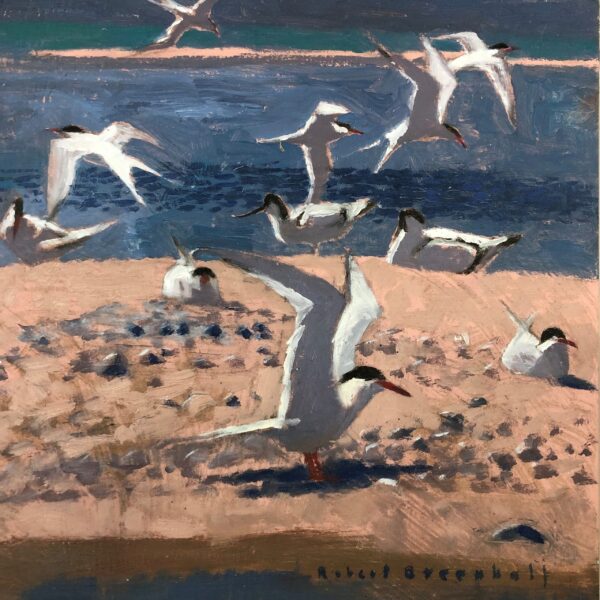 Terns and Avocets