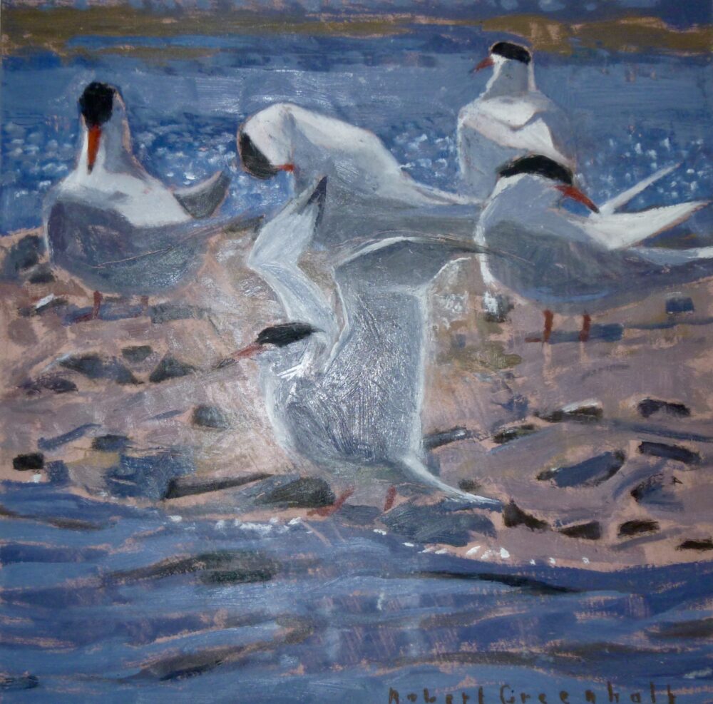 Common Terns