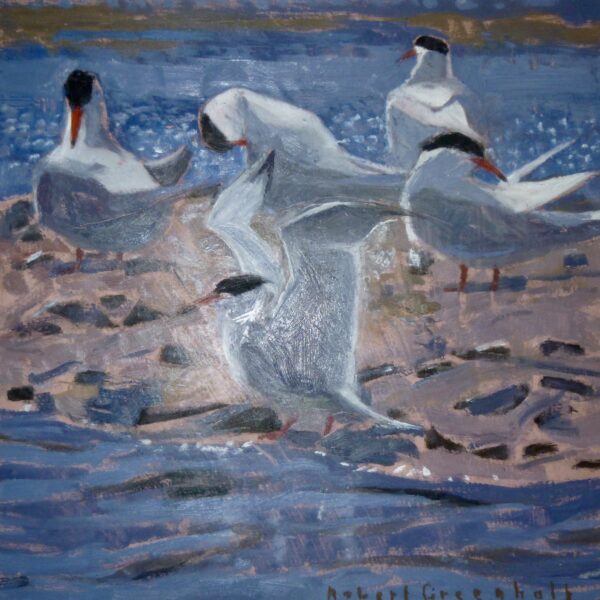Common Terns