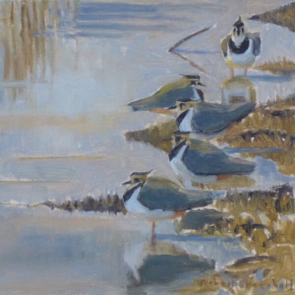 Five Lapwings