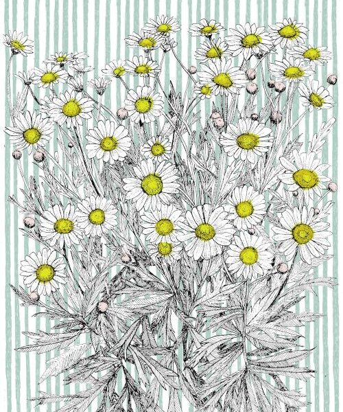 Danish Daisy