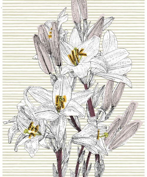 Italian Lily