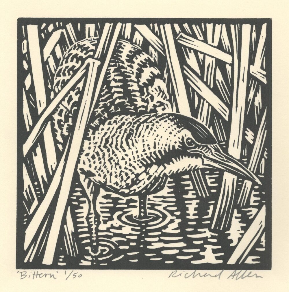 Bittern