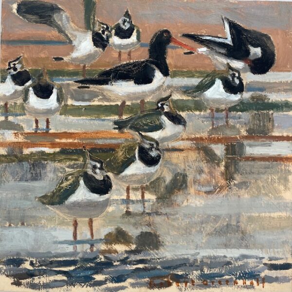 Lapwings and Oystercatchers