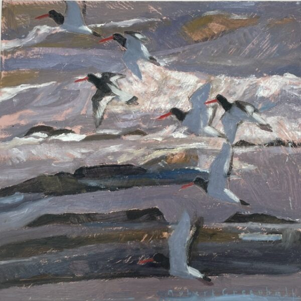 Oystercatchers Lifting Off