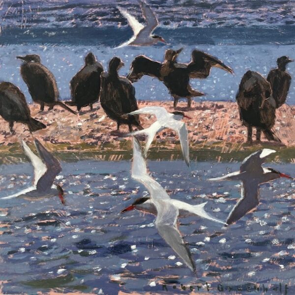 Terns and Cormorants