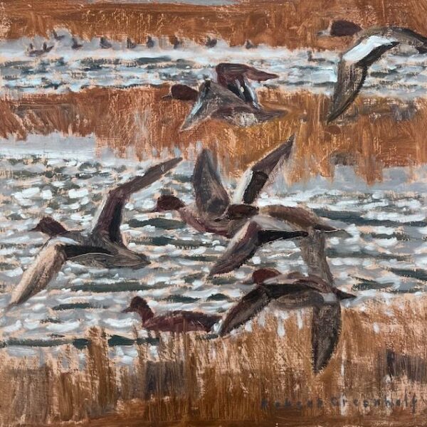 Wigeon Flyby